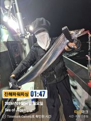 [갈치/텐빈/텐야]14일입항 2.5~4지까지 쿨러조황[화요일]예약가능