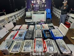14일 입항 내만갈치 정신없이 바쁘게 잡았습니다. 오늘 예약가능.
