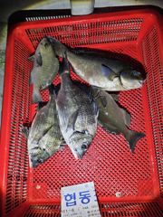 울산 장생5호 선상낚시 긴꼬리벵에돔 36cm !!