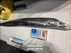 "준내만갈치" 3지4지 대갈치들!! 찐한 손맛보며 담아 왔습니다!! [오늘예약가능] 010-7660-2435