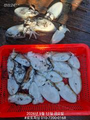 주말 갑돌이 조황 ~ 본격적으로 쭈꾸미 출조 합니다