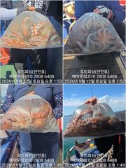 (로드피싱)제수문어,마릿수 오르고~살도 오르고!(제수문어 내일출조예약중!) 사진
