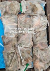 14일, 해볼만한 문어~좋은 싸이즈가 낚이는 군산문어들~10명출조 조황~내일도 갑니다~군산 챔피언호