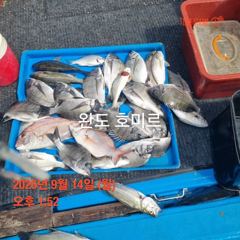 선상 카고