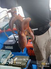 삼천포 문어 & 쭈꾸미 낚시 이번주 주말 예약 받습니다.