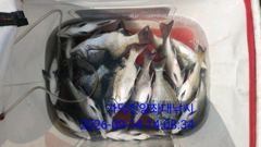 [부산] 가덕천성진양 감성돔 좌대조황 260914 월
