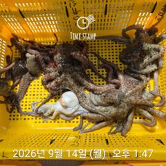 [사천] 문어 장원 또 17마리 씨알!!