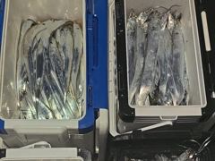 내만 갈치 점점 사이즈도 커지고 마릿수까지!! 손맛보러 갑니다!!(화요일부터 예약가능)