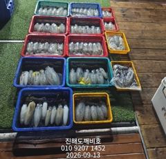 팁런무늬오징어 13일 일요일 출조조황입니다