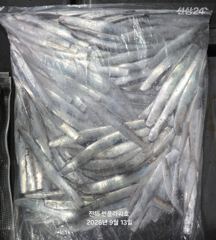 12일<내만 갈치>폭풍 입질로 느나느나~마릿수Good! 수,목,금,토~예약중