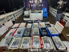 14일 입항 내만갈치 쿨러 넘치도록 엄청 잡았네요. 화요일부터 예약가능.