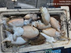 [먹물조황] 9/14 갑오징어 조황