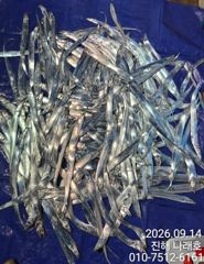 내만 갈치~ 던지면 뭅니다~ 1타1피~ 느나느나~ 전원만쿨~ 초보가능~ 오늘 출항확정~ 자리널널~