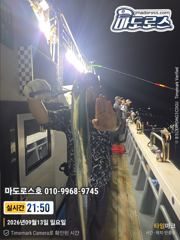 텐야텐빈 오늘의조황입니다