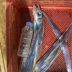 9월 15일 야간 갈치텐빈(반타임) 조황