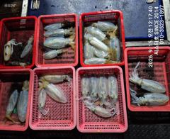 (씨스타호)초반부터 K급 우당탕! 6명 소수 출항 무늬 30수