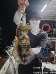 [여수,광양] 14일 거문도 무늬오징어 조황입니다