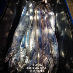 먼바다 갈치 만쿨~~기회는 오늘 하루뿐!!!
