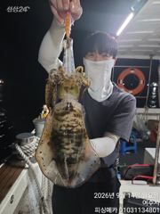 14일 거문도 무늬오징어 조황입니다