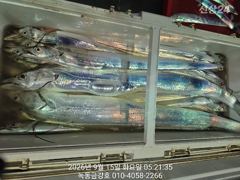 [고흥,녹동] 녹동금강호16석 먼바다 1인2쿨러왕갈치만쿨조항 오늘자리여유있읍니…