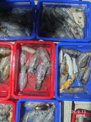 [마산] 무늬팁런 세자리 마릿수퍽퍽 조황 오늘19시출항확정 예약받습니다 사진