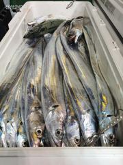 친구야가자호 ))오늘도 대갈치 퍽퍽 그곳으로 달려갑니다. 오늘 자리 있어요 예약문의 010-7443-7990 사진