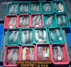 팁런 매일 출조합니다 사진