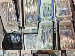진해내만갈치~폭풍입질~쿨러빵빵~예약가능