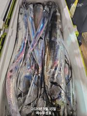 9월15일입항 대갈치 쿨러가득 부터 반쿨이상 조황소식입니다