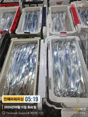15일입항 [갈치/텐빈/텐야] 다녀왔습니다[화요일]예약가능