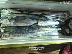 [진해] 진해 신아라호 갈치텐빈 내만갈치