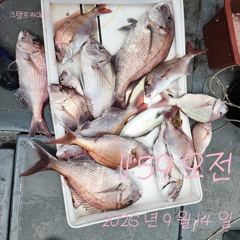 [고성] 15일 참돔 흘림 조황입니다.