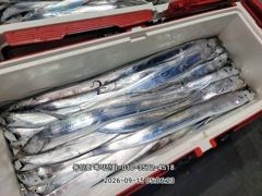 [통영] (왕갈치)먼바다 외줄 도끼입질~4지3지 쭉쭉 동양호(16일 예약…