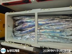 [통영] 뉴무지개 왕갈치 굵은놈으로 많이잡았습니다