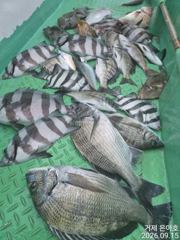 4짜급까지 4대돔 조황 어초 여밭 에서 [1] 사진