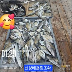 병산 9/15 감성돔39외 마리수 농어 수어 선상배및 선외기흘림조황 사진