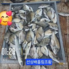 [고성] 병산 감성돔39외 마리수 선상배 및 선외기 흘림조황~~ 사진