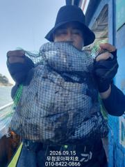 [무창포아파치호] 9월15일(화), 사릿물때, 갑오징어 위주의 빵빵한 쭈갑 조황이네요~ 예약 문의는 선장 직통(010-8422-0866)으로 전화주세요~ㅎ