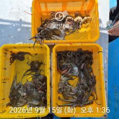요즘 문어 경매가!