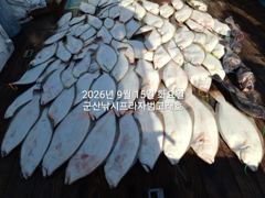 9월15일 날씨도 상관없다~초대박 "대광어"~오늘도 굿굿굿~참돔,우럭등 다양한 손맛~12분대박조황~내일도 갑니다~ 군산낚시프라자 범고래호