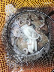 여수 백호호)돌문어 300마리에 장원 30마리.27마리 무늬오징어 팁런 배전체 300마리에 장원 34마리.30마리등