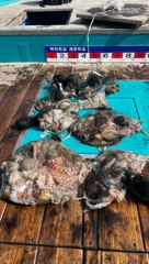 16일 격포 개우럭호(구빅터호)탐사문어.주간 갑오징어 풍성한 조황! 사진