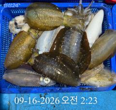 [ 무늬 팁런 ] 욕지부속섬 100여수