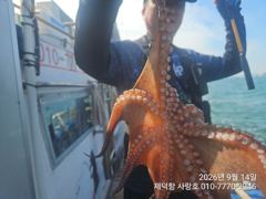 [진해] "여밭돌문어" 대물은 없지만 개인17수14수12수10수등 마릿수…