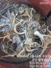 16일, 7시현재~군산쭈꾸미~ 싸이즈도 점점~오늘 잘 나오네요~오전/오후반 전문~실시간~군산낚시프라자 월명호