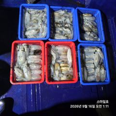 떳다(거제) 무늬오징어 100여수 팁런 최고조~스마일호(오늘 18時 예약)