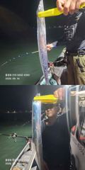 [진해] <내만갈치>선비 이벤트! 장원250여수 초보도 100수이상 굿굿