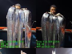 [통영] (14석통영명륜3호)은빛갈치들 조황 쿨러구경하세요 밤새도록 고생…