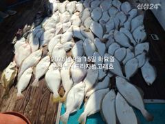9월15일,"대광어"~연일 초대박~참돔,우럭등 다양한 손맛~12분대박조황~내일도 갑니다~ 군산낚시프라자 범고래호