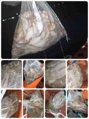 [포항] 돌문어 쿵쾅! (오늘모집중)